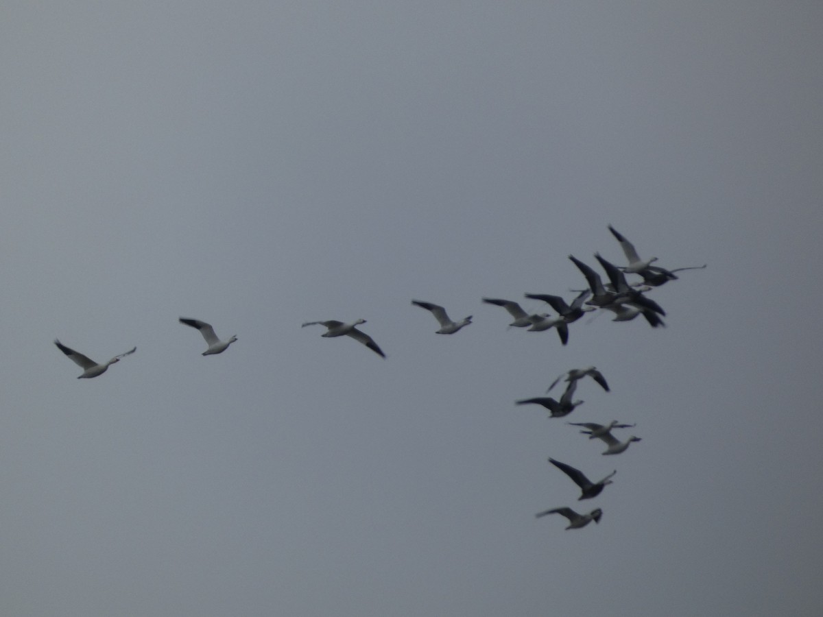 ハクガン - ML646129118