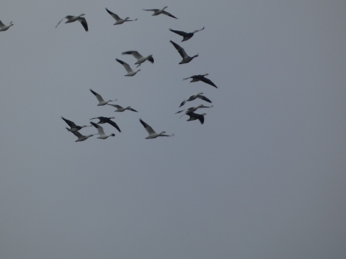 ハクガン - ML646129119