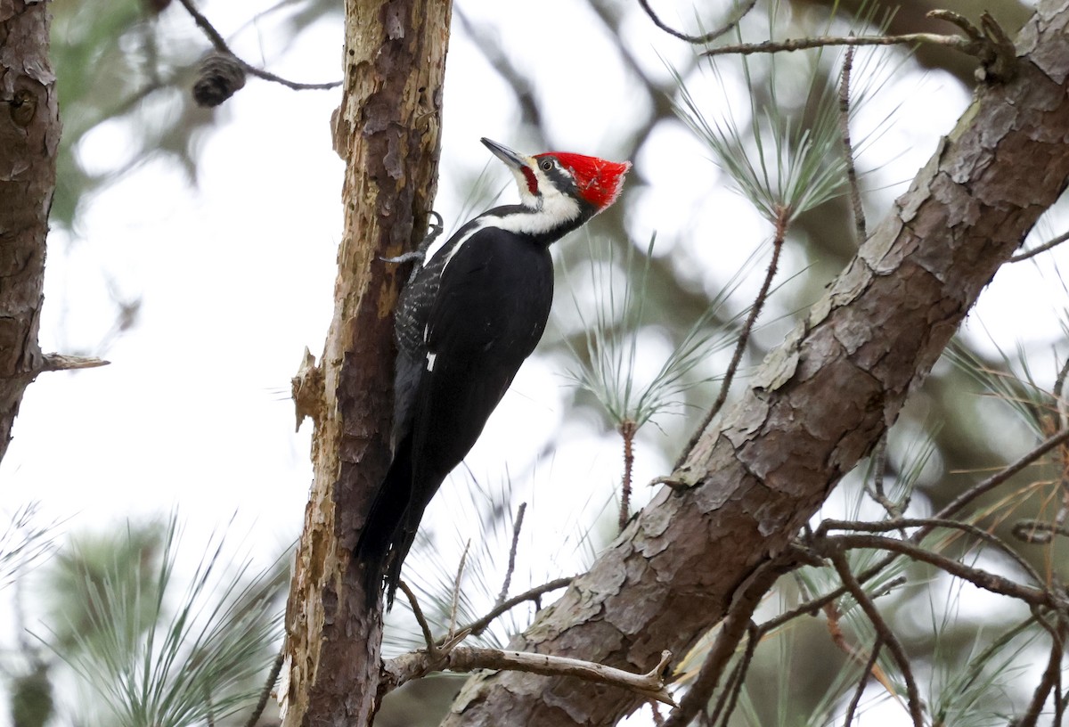 Pileated Woodpecker - ML646129131