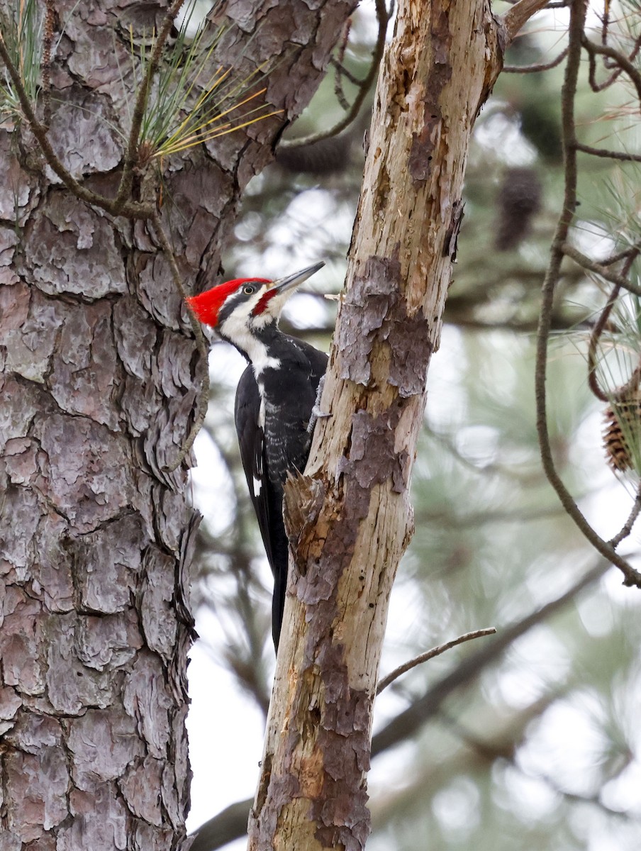 Pileated Woodpecker - ML646129132