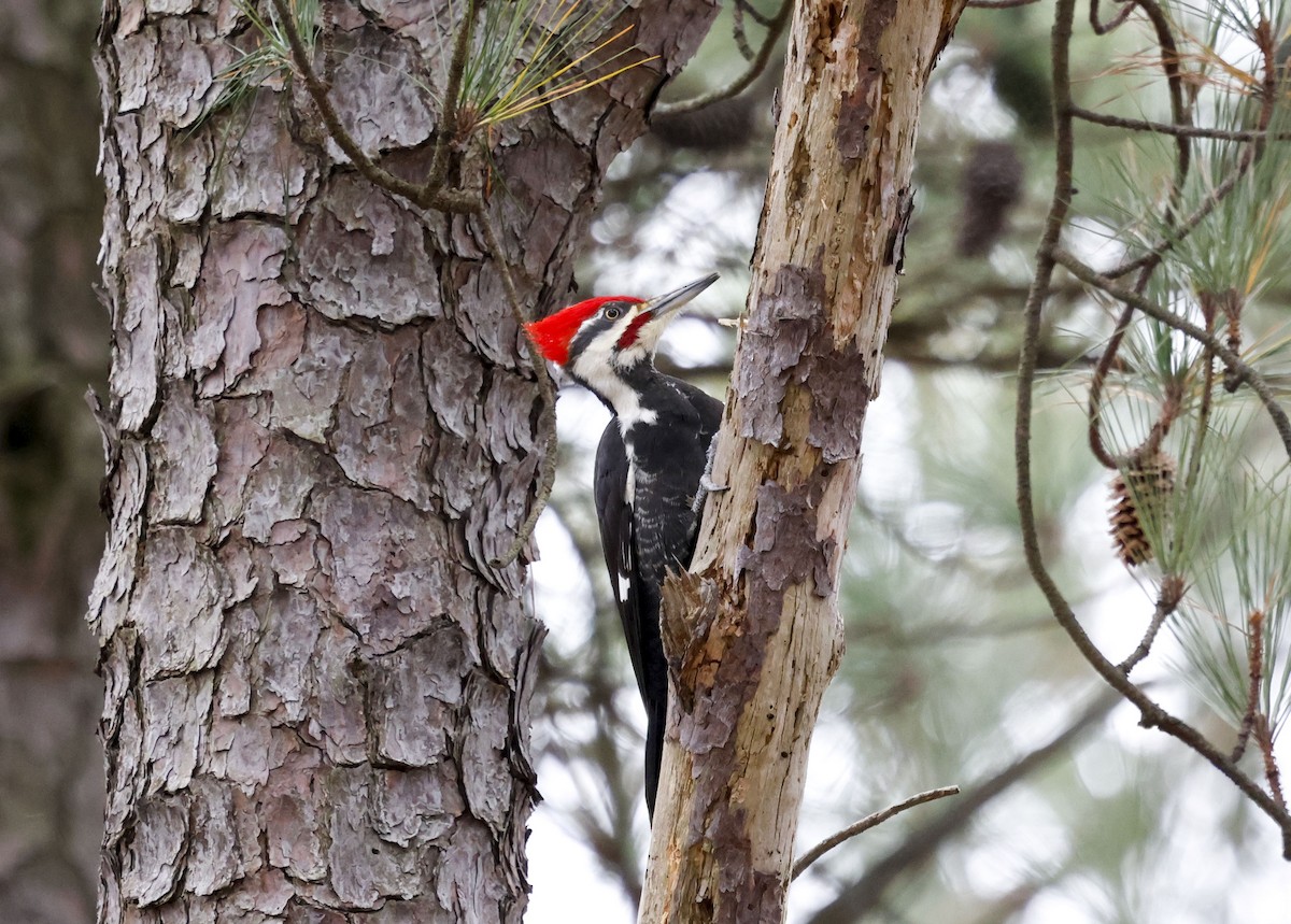 Pileated Woodpecker - ML646129133