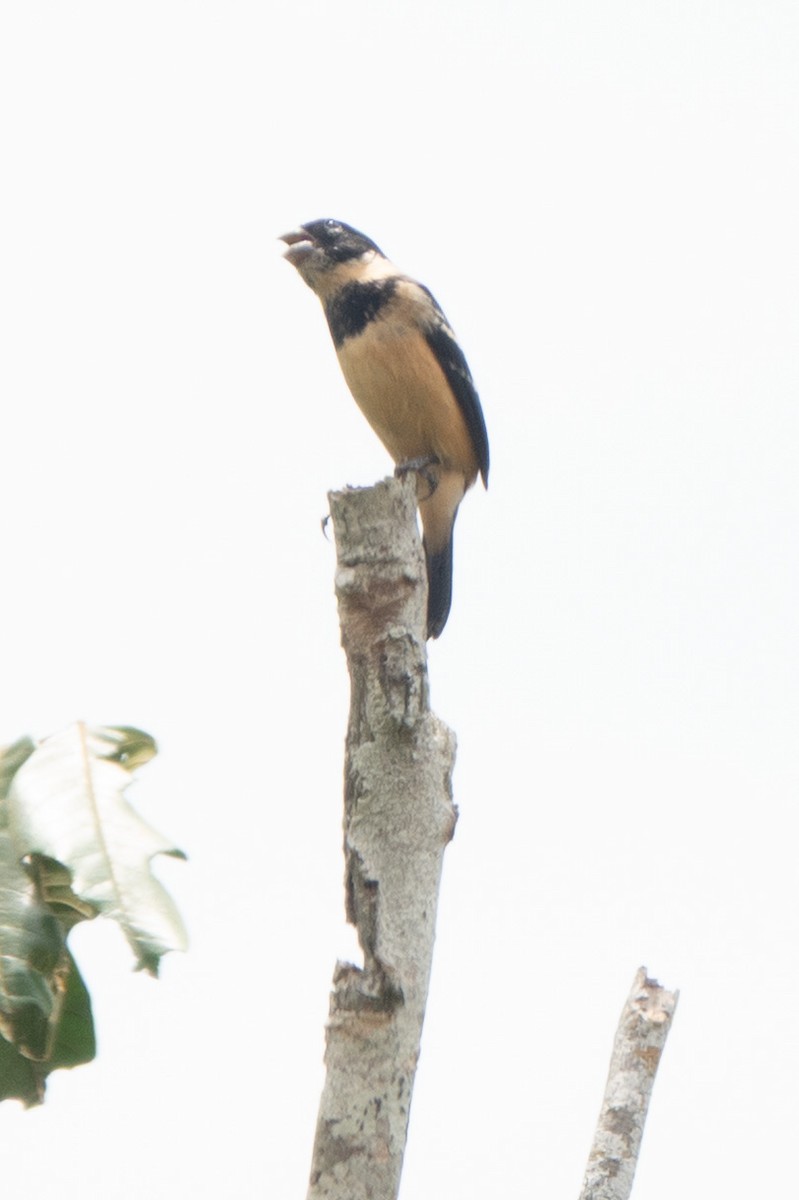 Morelet's Seedeater - ML646129140