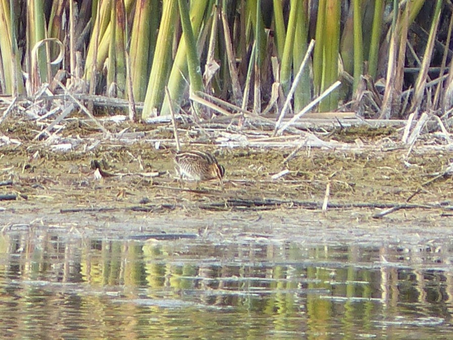 Wilson's Snipe - ML646129154