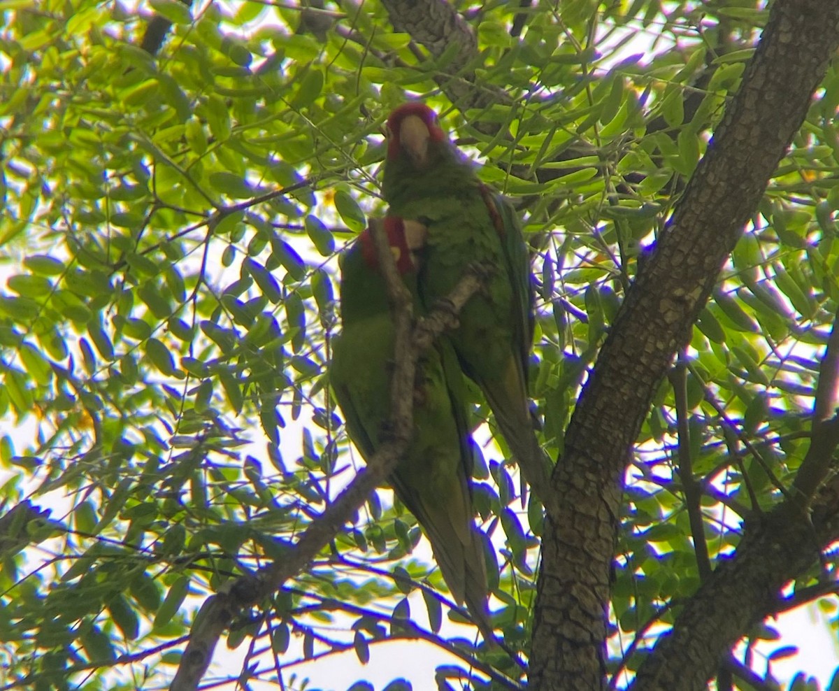 紅臉鸚鵡 - ML646129161