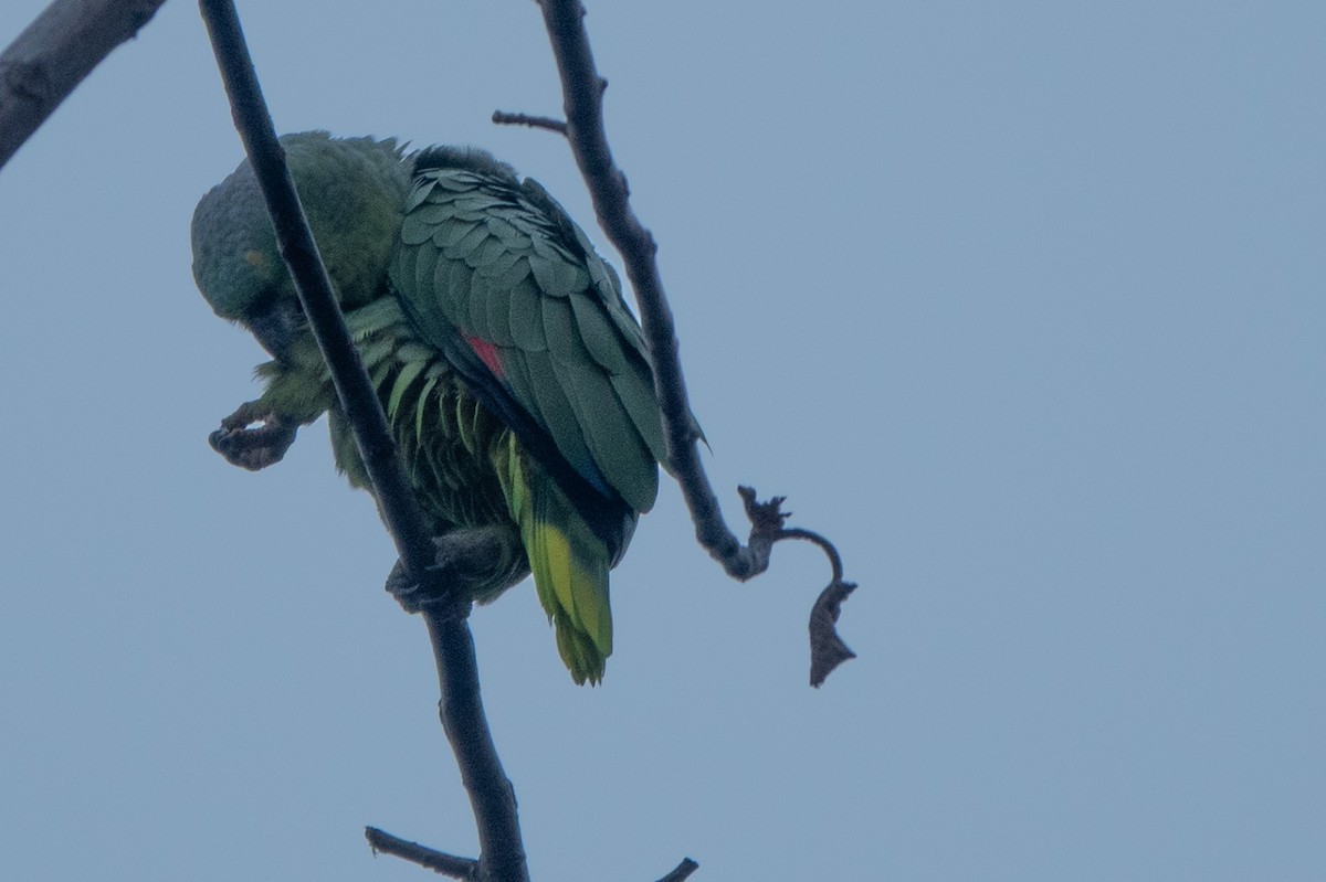 Mealy Amazon - ML646129162