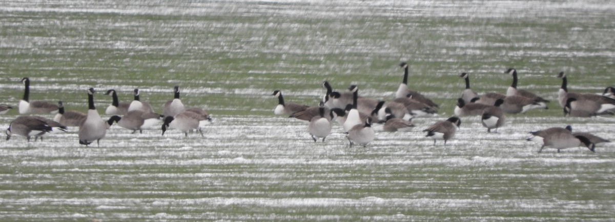 Canada Goose - ML646129163