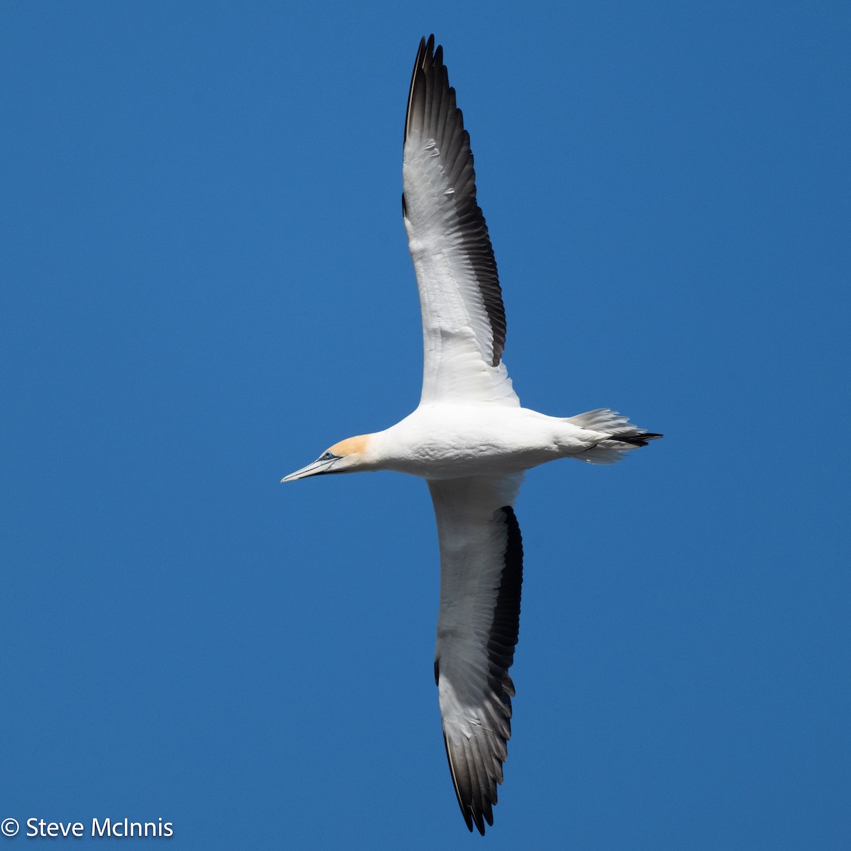 Australasian Gannet - ML646129164