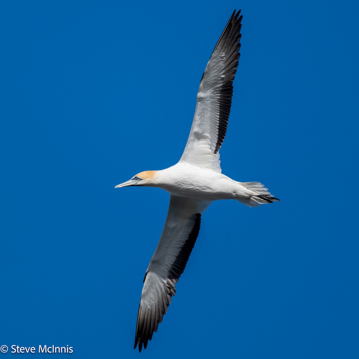 Australasian Gannet - ML646129165
