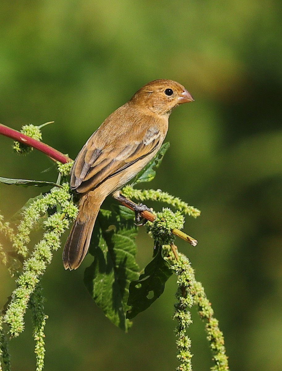 Cinnamon-rumped Seedeater - ML646129179