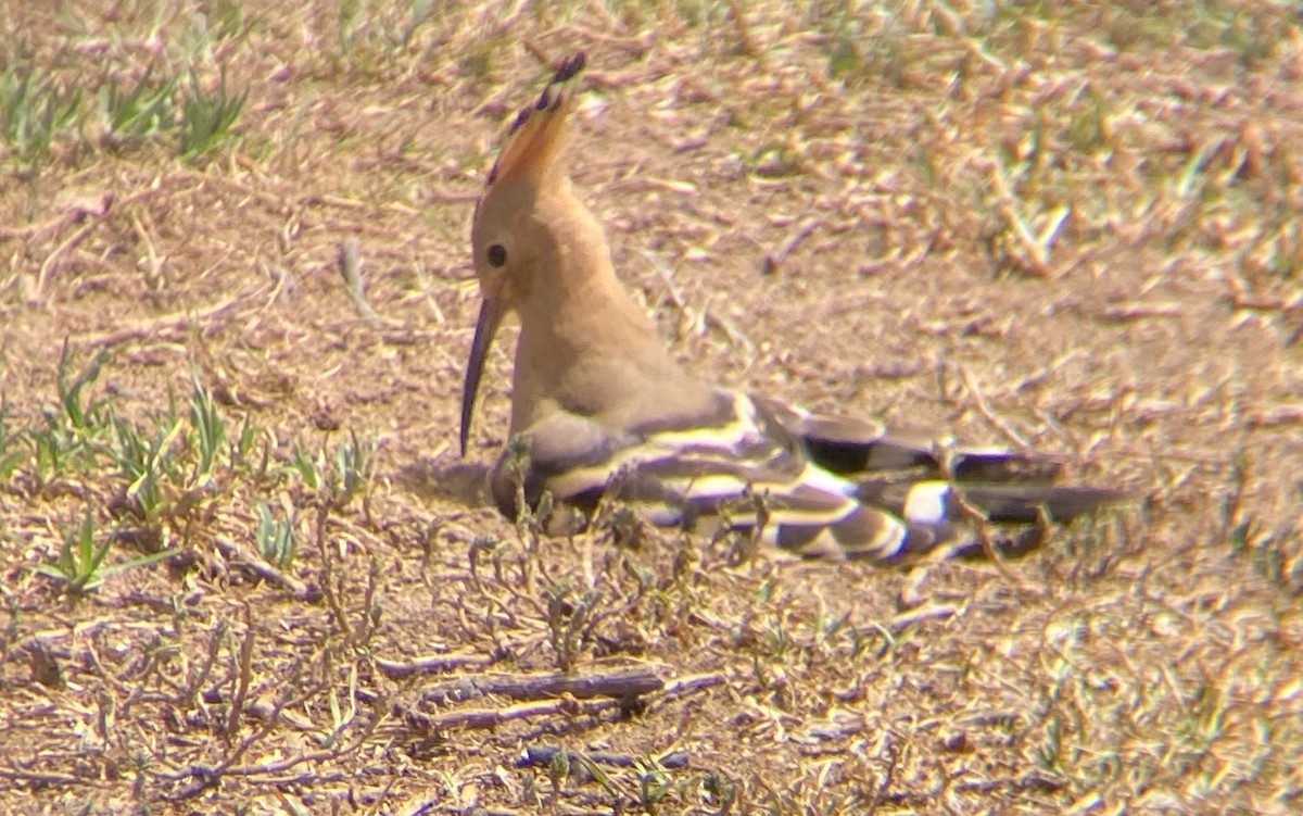 戴勝 - ML646129183