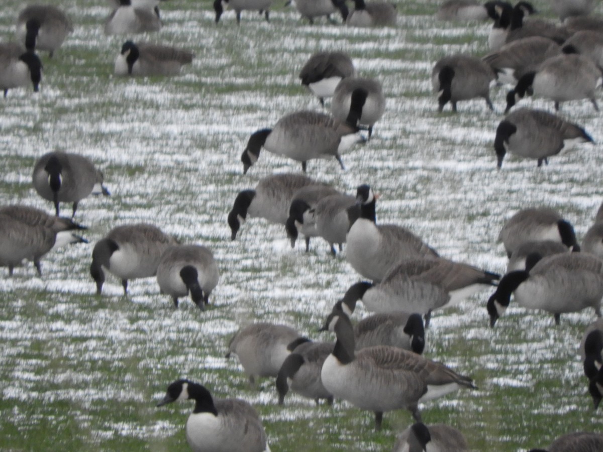 Canada Goose - ML646129187
