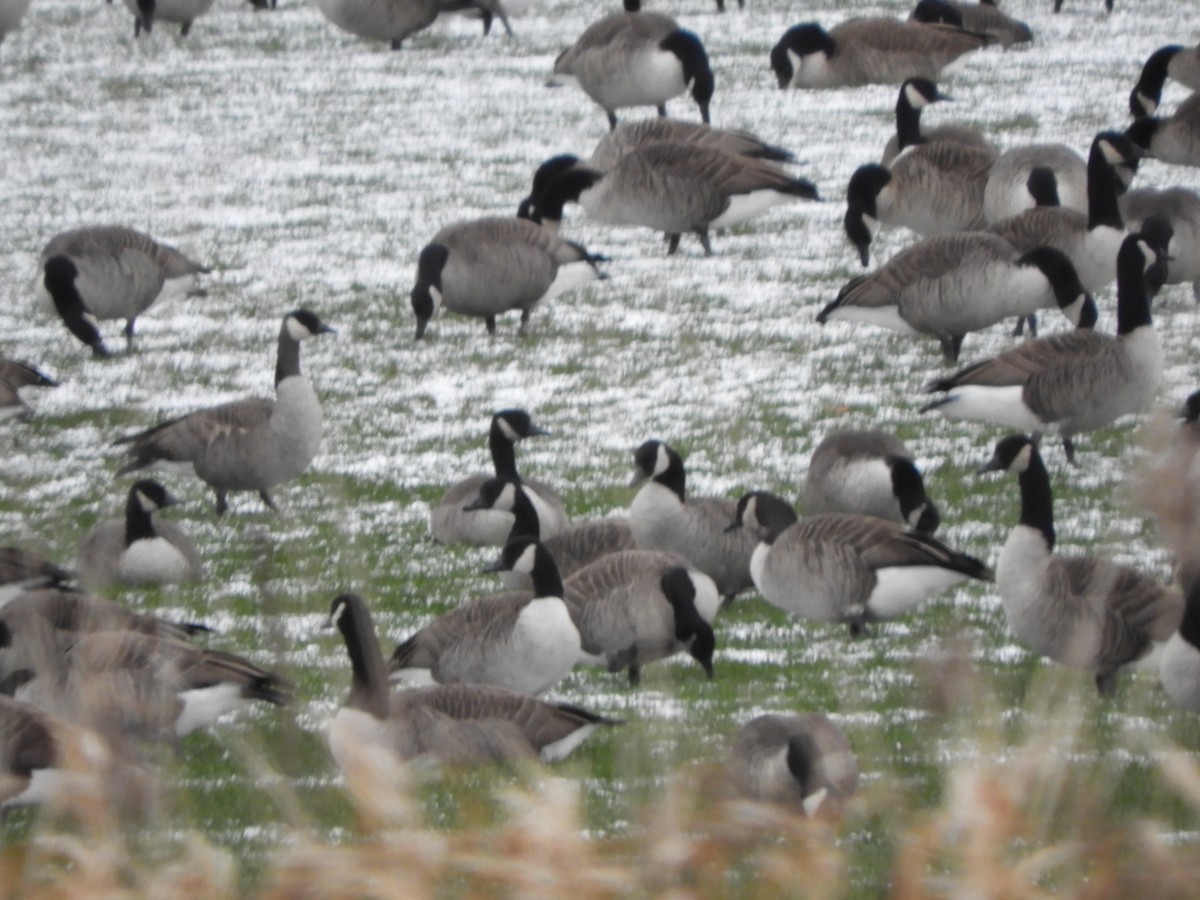 Canada Goose - ML646129188