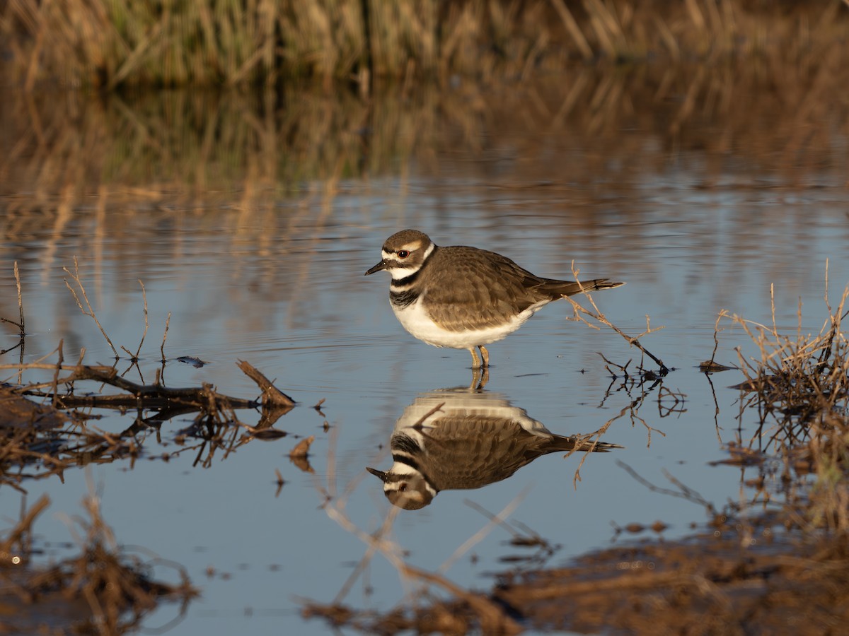Killdeer - ML646129189