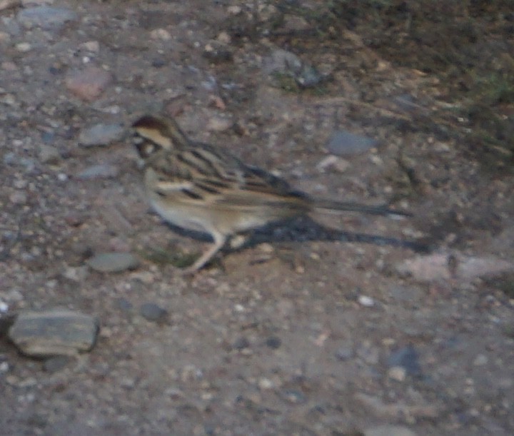 Lark Sparrow - ML646129192