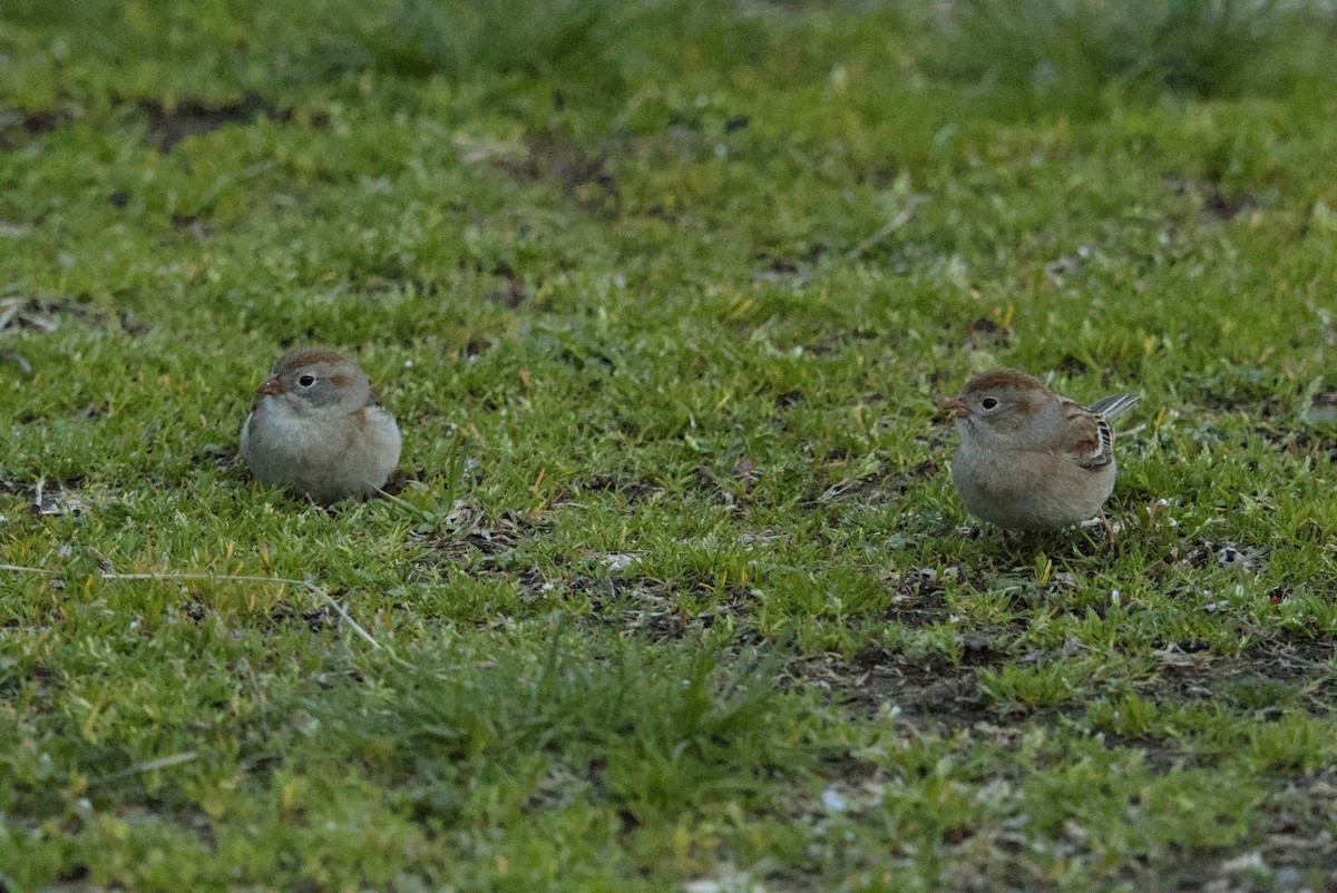 Field Sparrow - ML646129193