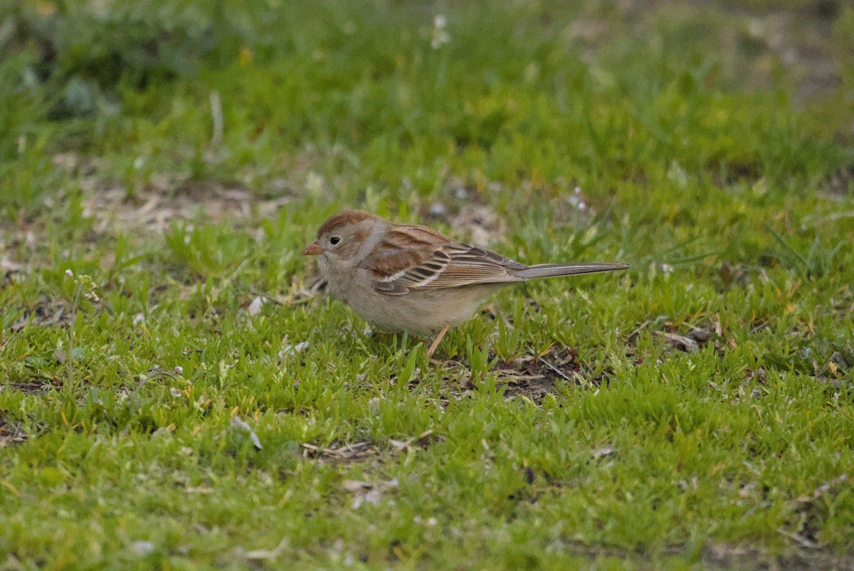 Field Sparrow - ML646129194