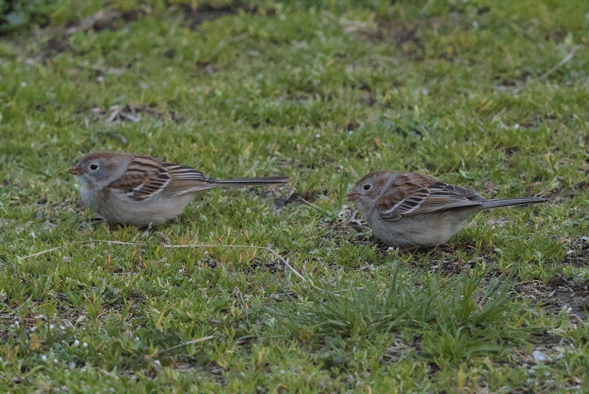 Field Sparrow - ML646129195