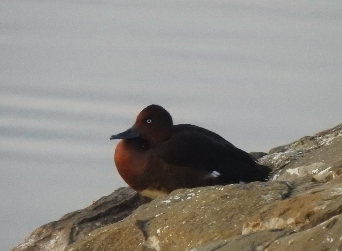 Ferruginous Duck - ML646129196