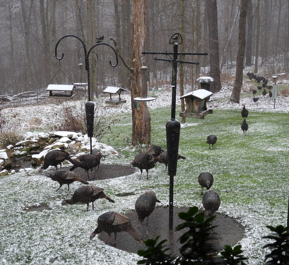 Wild Turkey - ML646129198