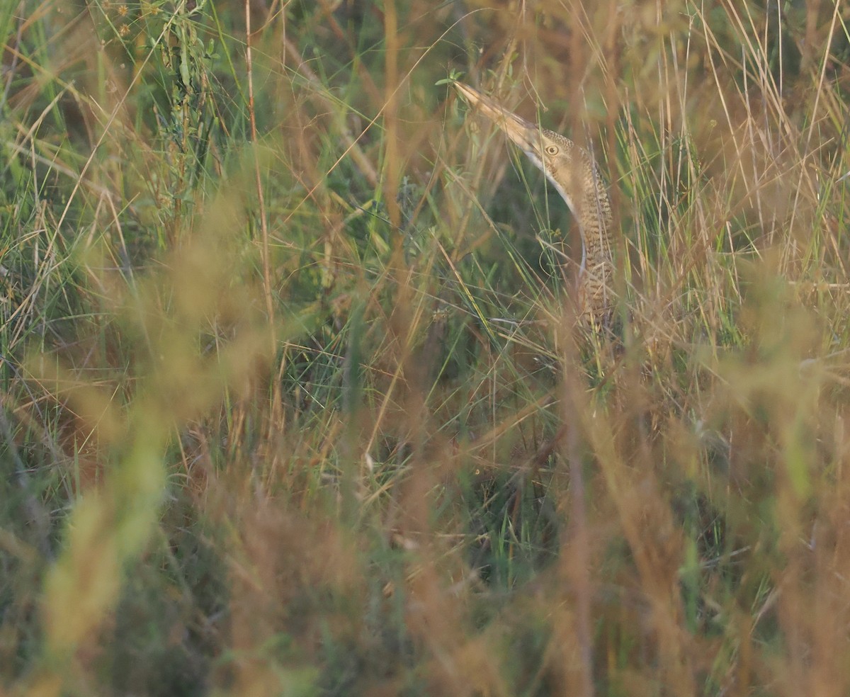 Pinnated Bittern - ML646129205