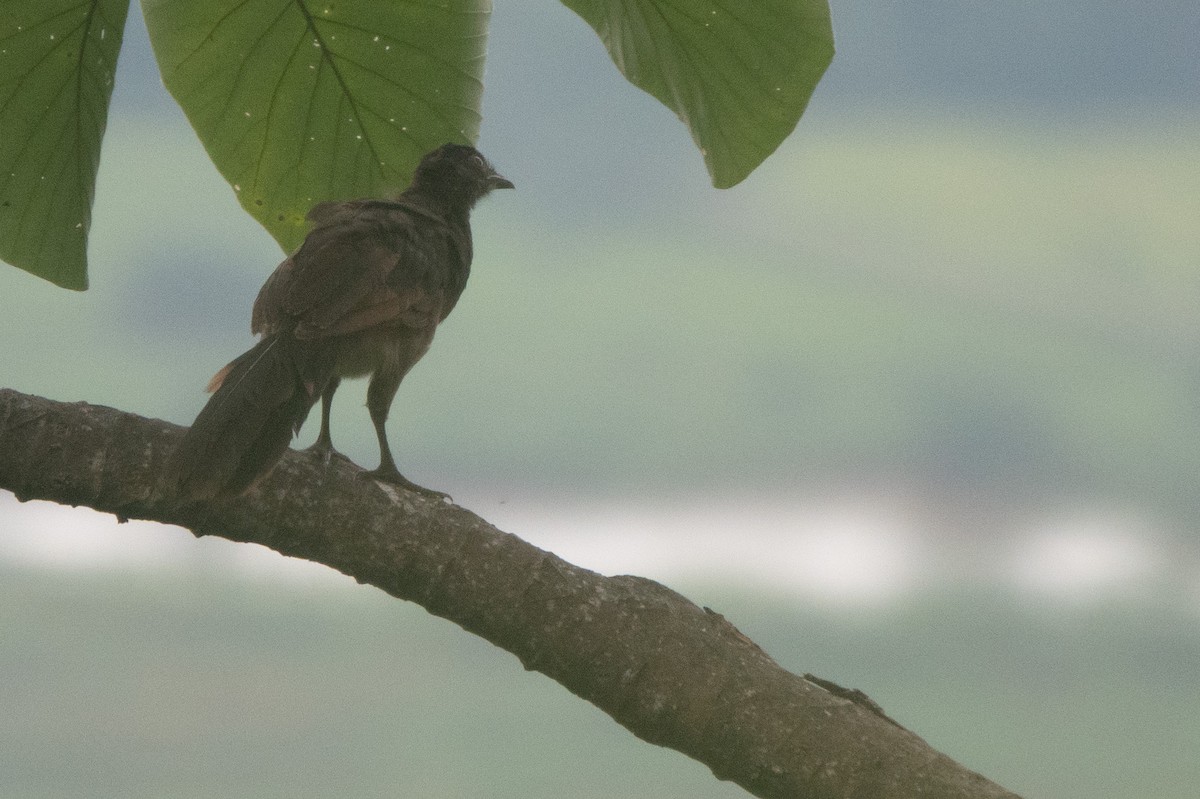 Gray-headed Chachalaca - ML646129206