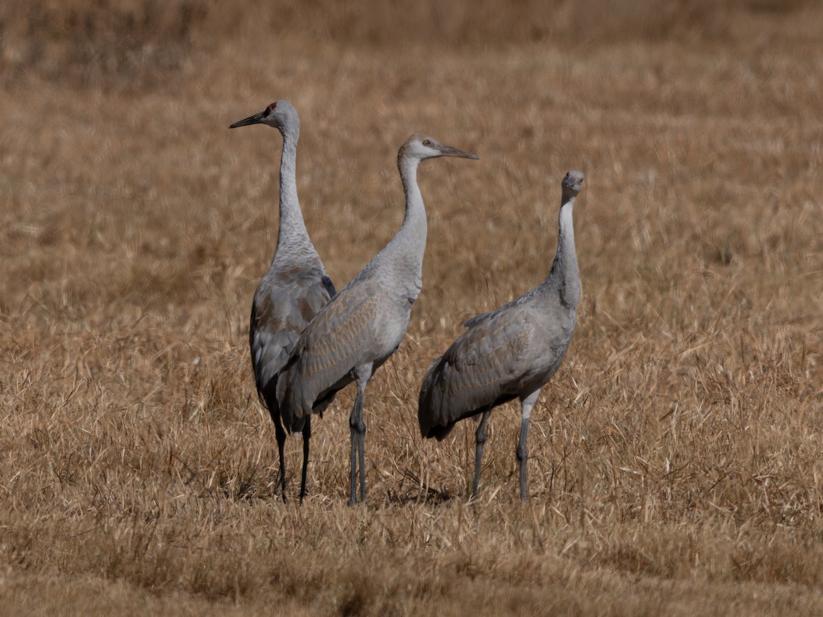 Sandhill Crane - ML646129207