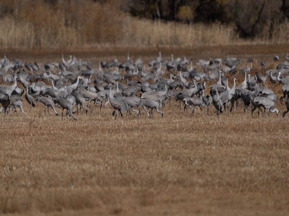 Sandhill Crane - ML646129208
