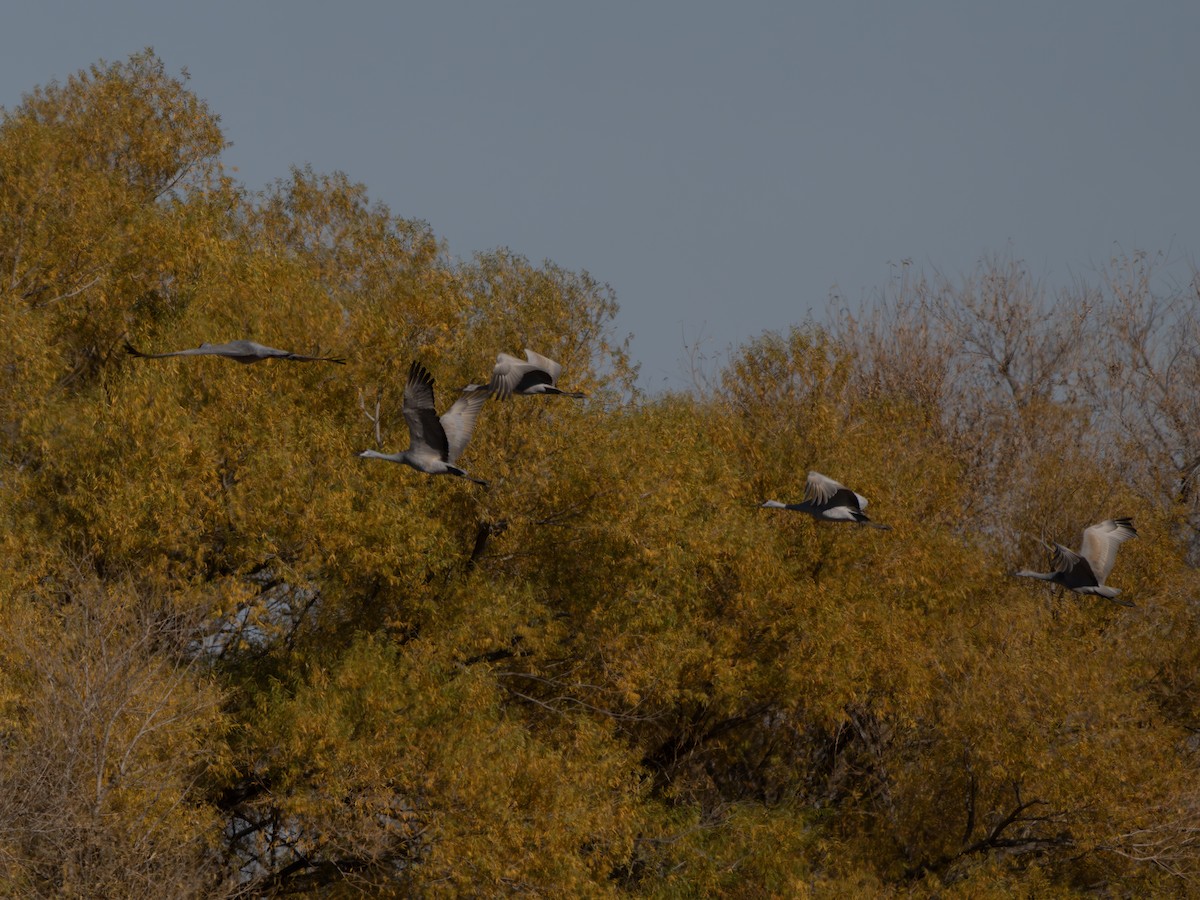 Sandhill Crane - ML646129209