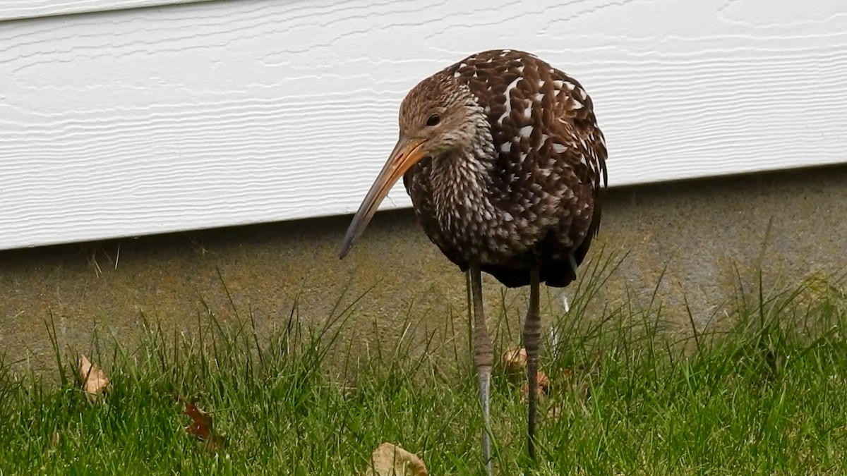 Limpkin - ML646129217