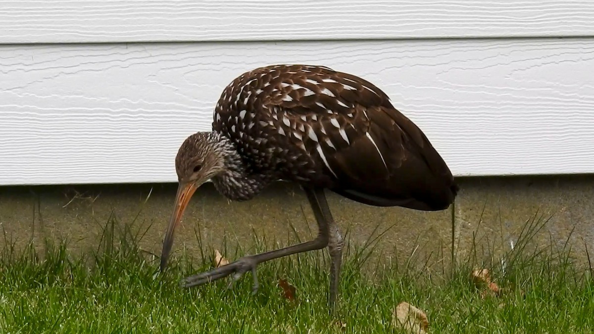 Limpkin - ML646129218