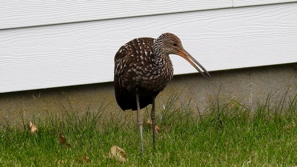 Limpkin - ML646129219