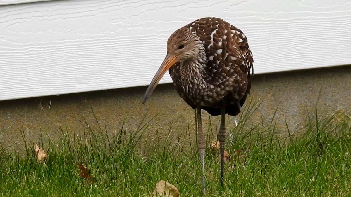 Limpkin - ML646129220