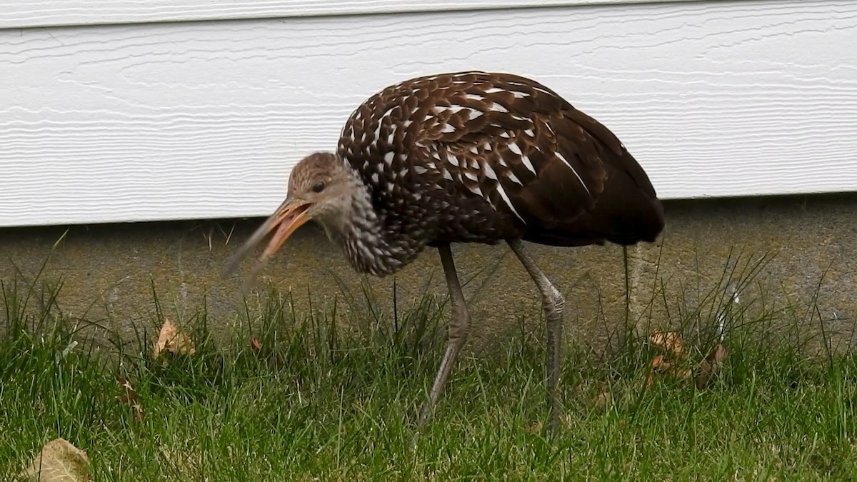 Limpkin - ML646129221