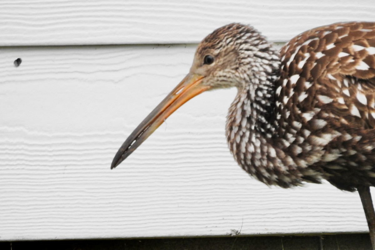 Limpkin - ML646129222