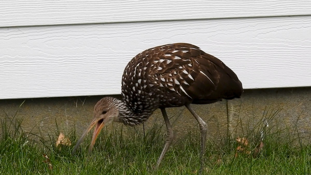 Limpkin - ML646129223