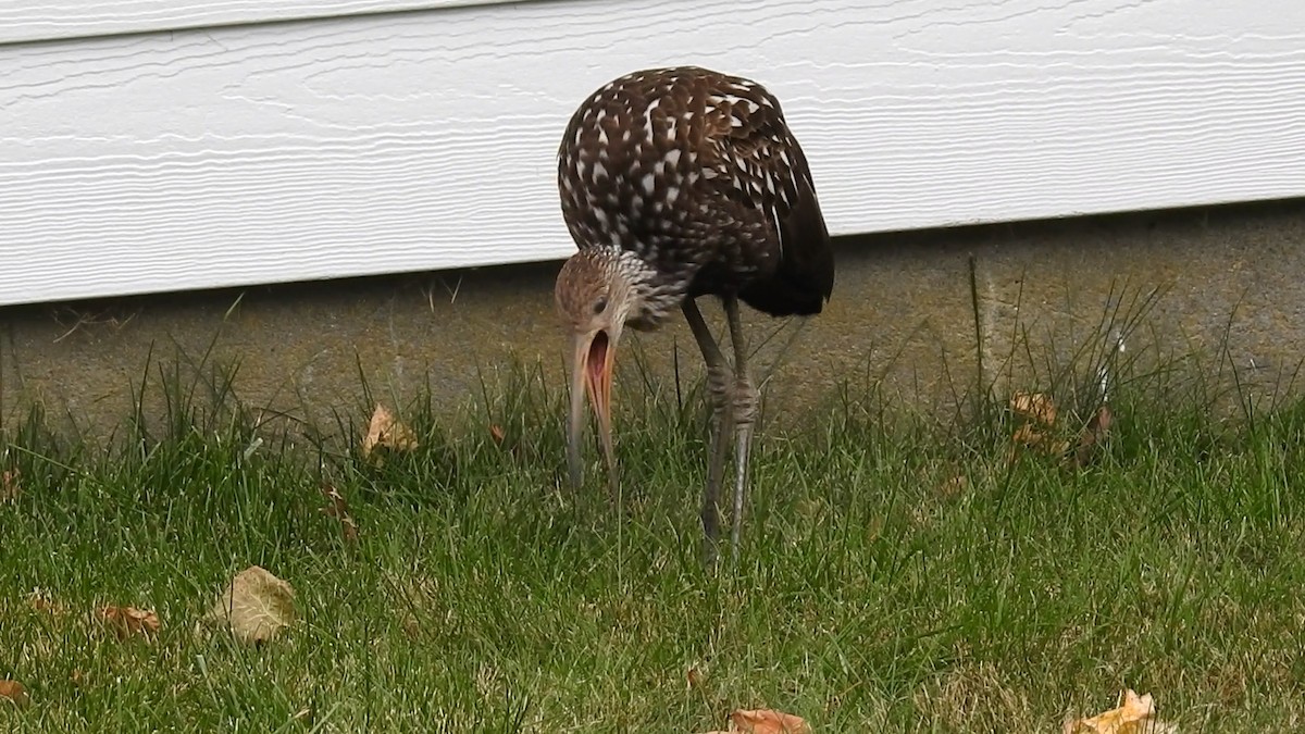 Limpkin - ML646129224