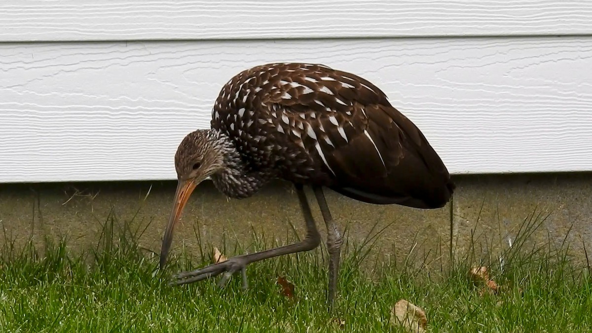 Limpkin - ML646129226