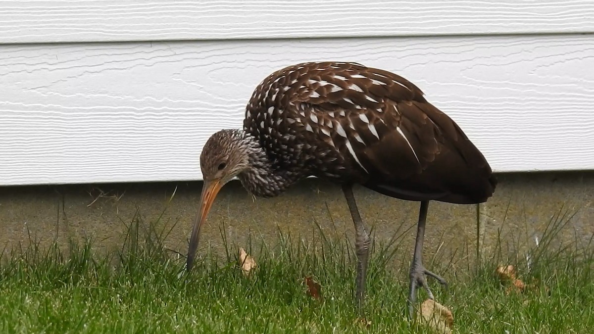 Limpkin - ML646129227