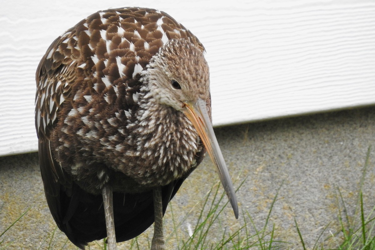 Limpkin - ML646129230