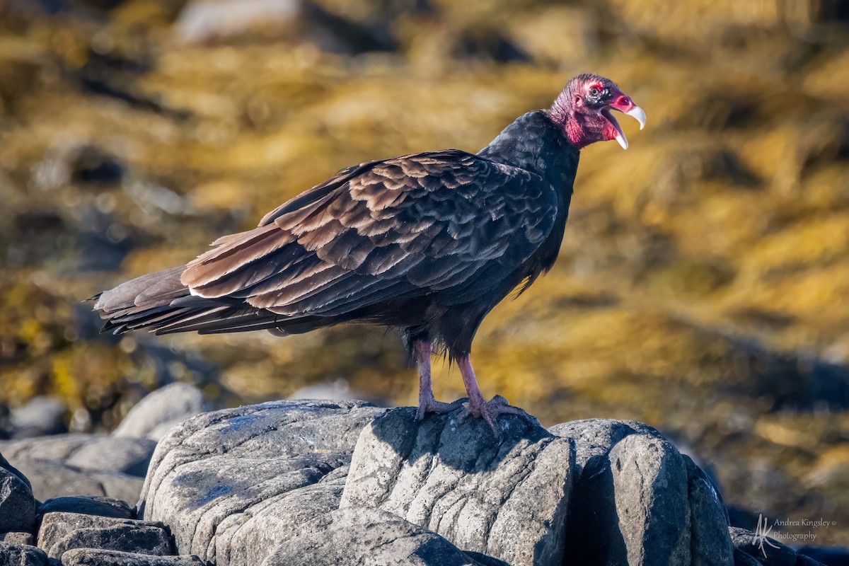 Turkey Vulture - ML646129231