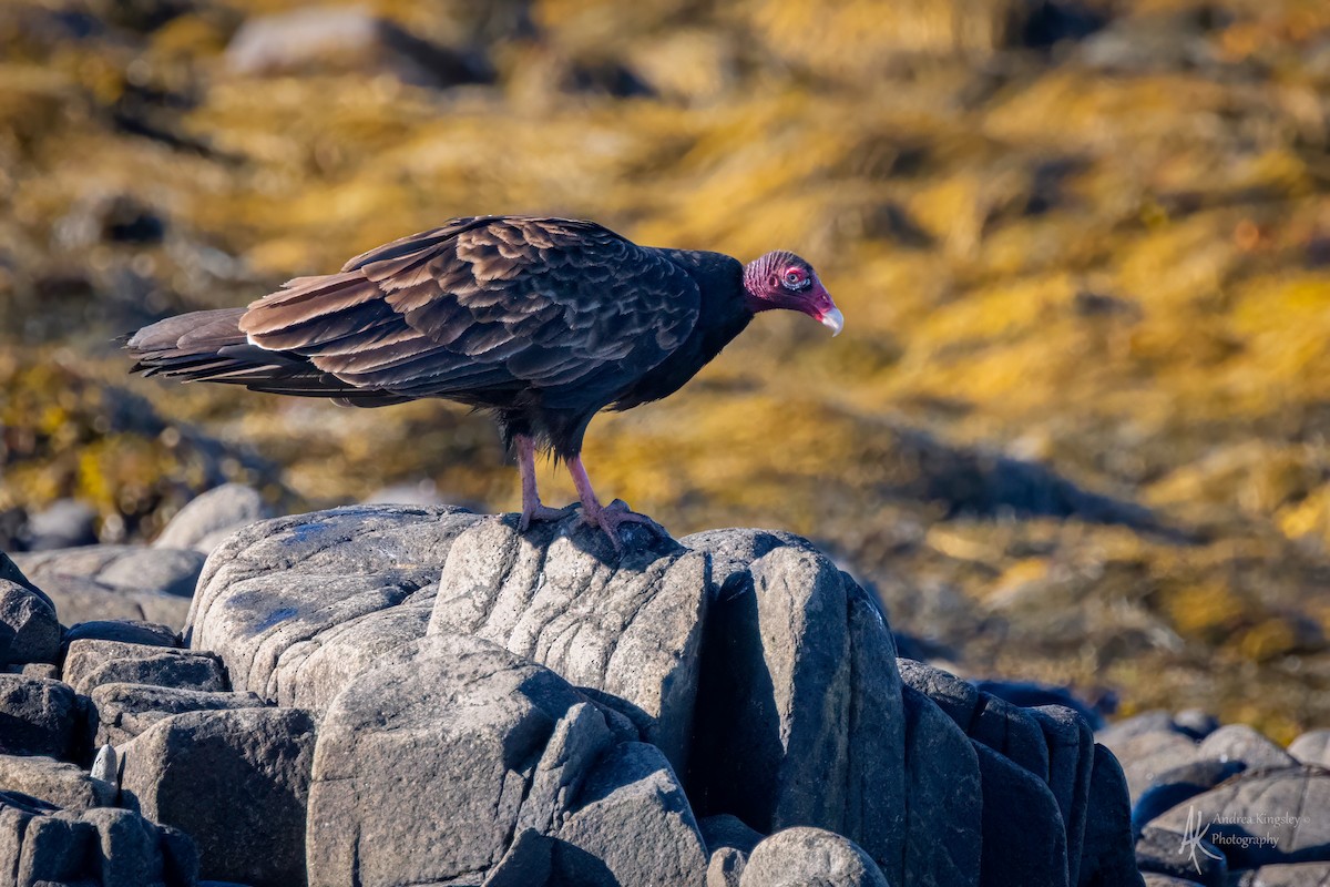 Turkey Vulture - ML646129232