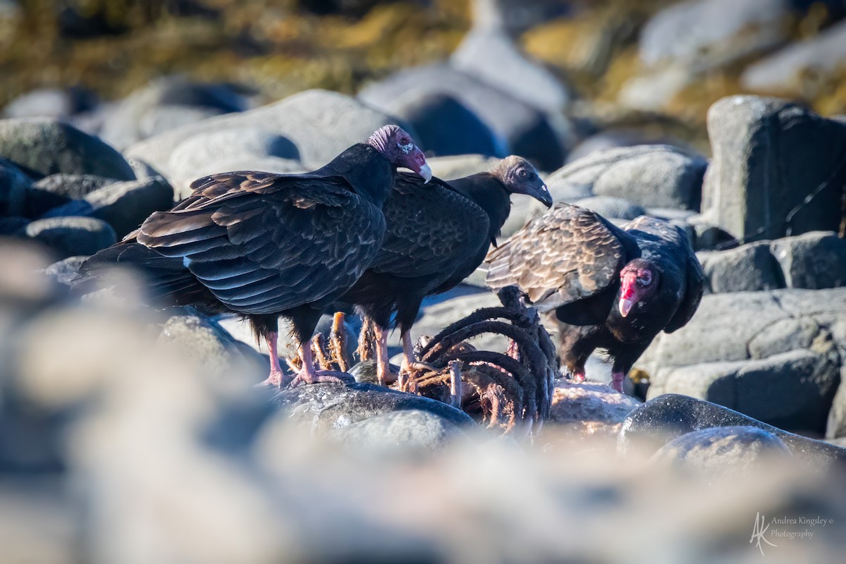 Turkey Vulture - ML646129233