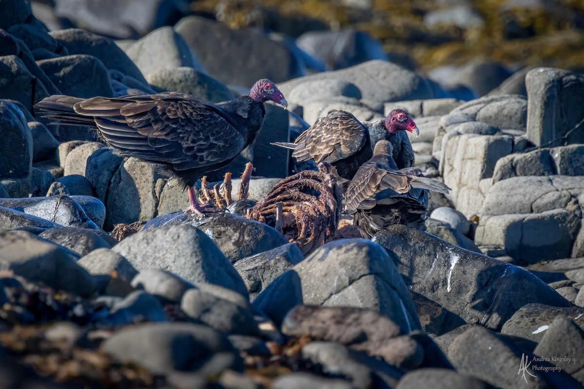 Turkey Vulture - ML646129234