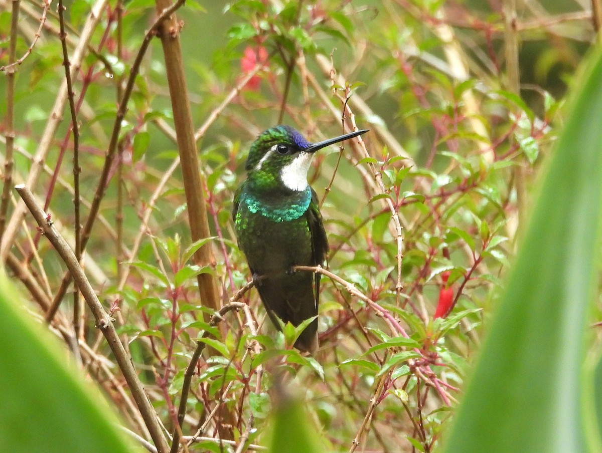 White-throated Mountain-gem - ML646129245