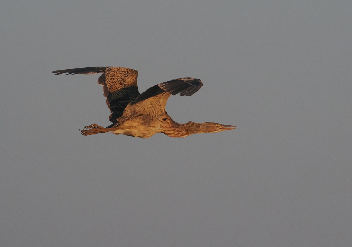 Pinnated Bittern - ML646129246