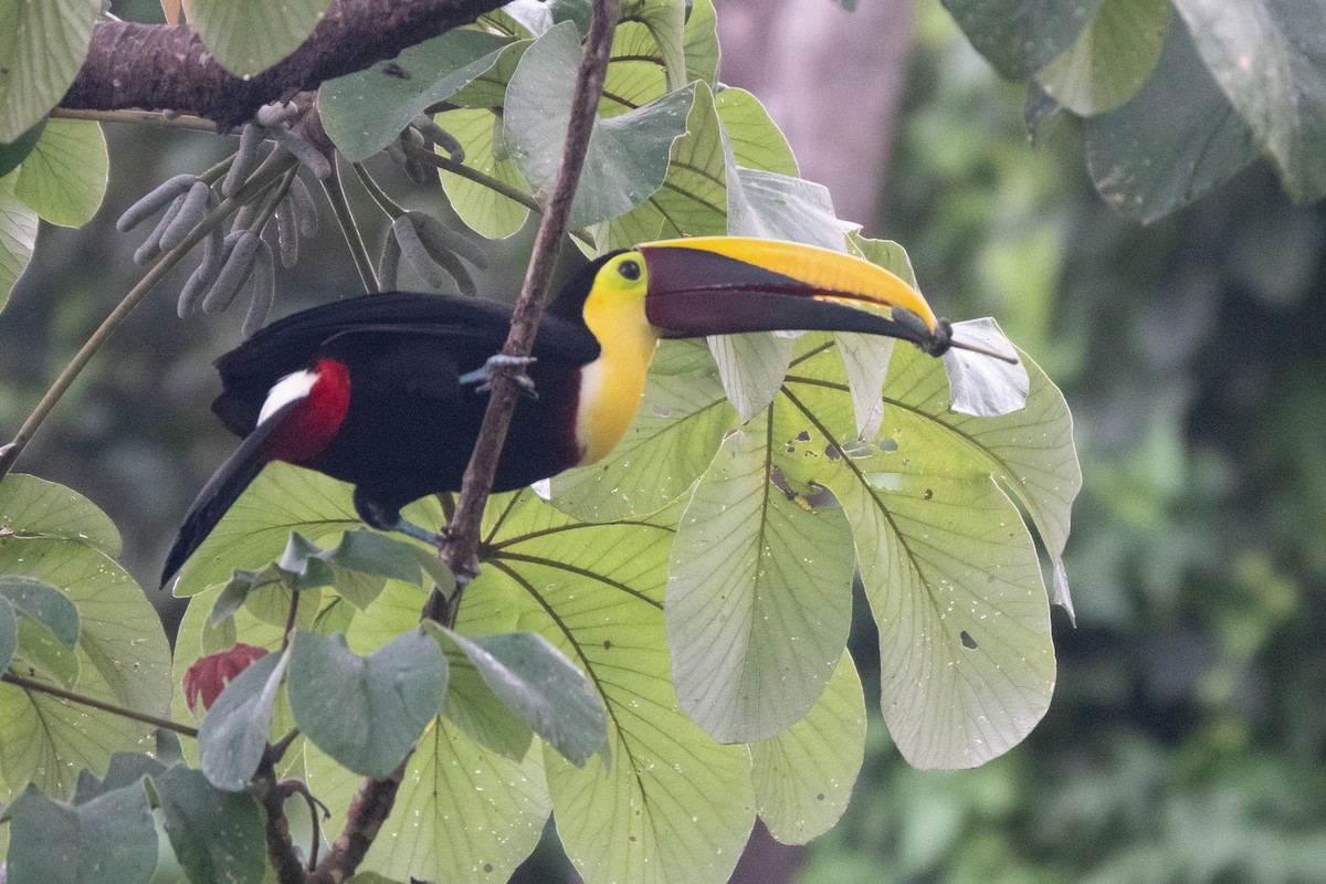 Yellow-throated Toucan - ML646129248