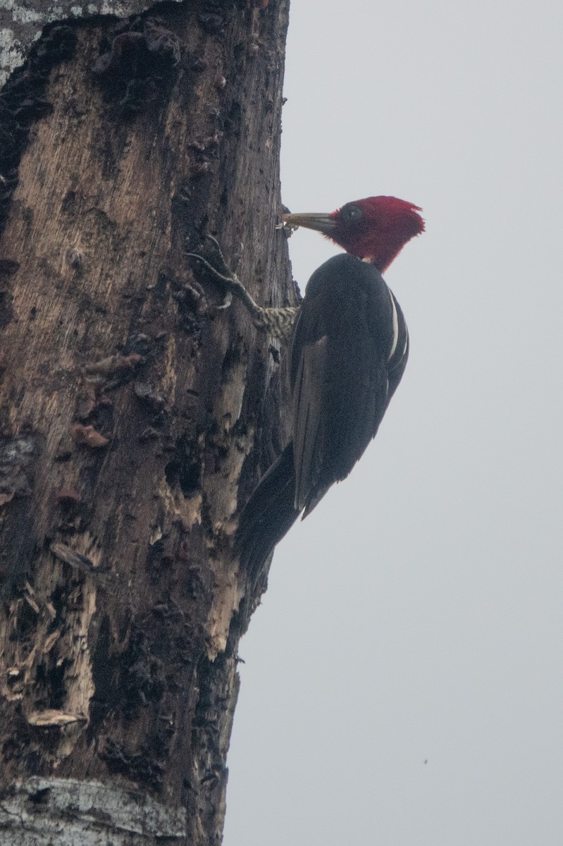 Pale-billed Woodpecker - ML646129264