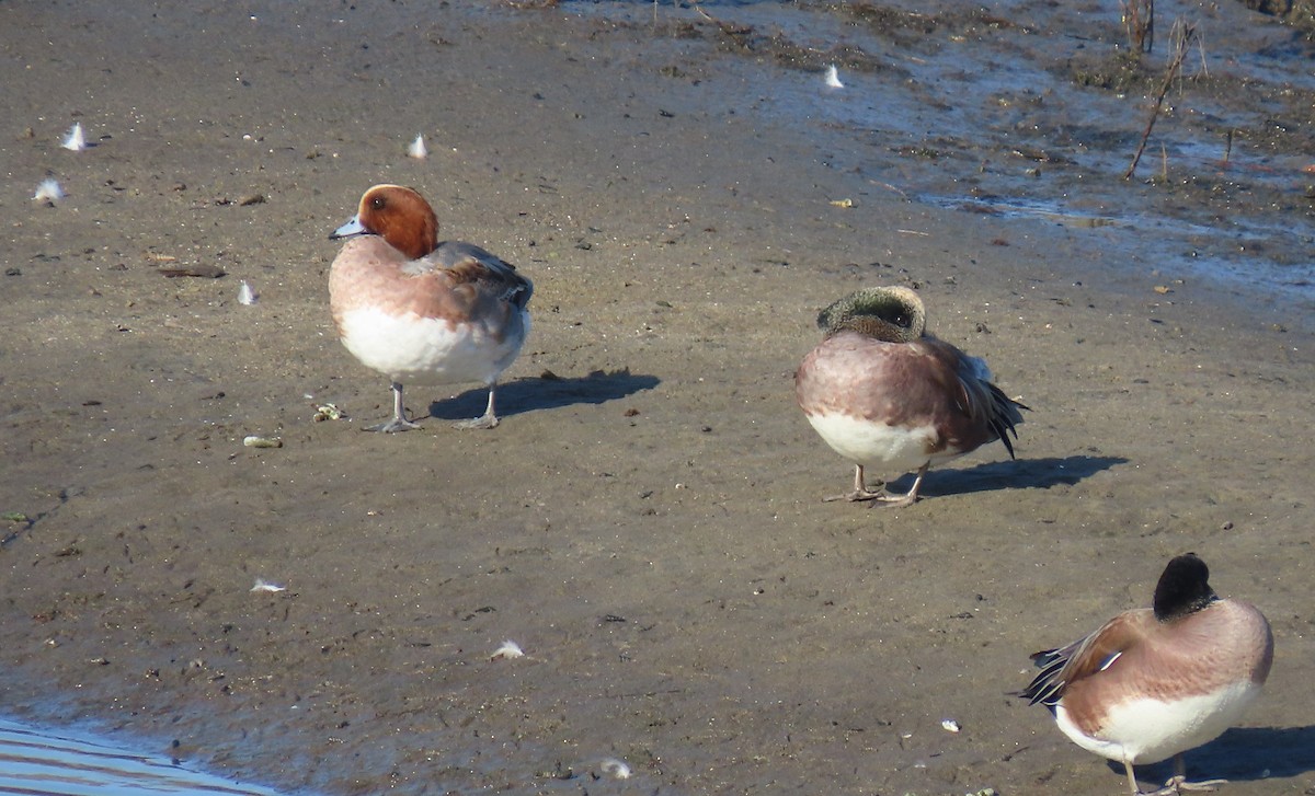 Eurasian Wigeon - ML646129266