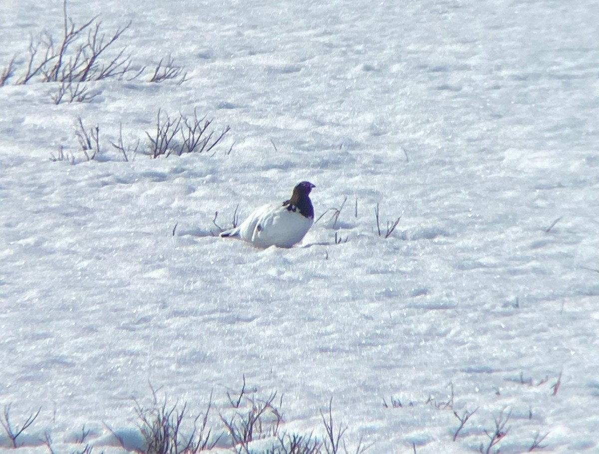 Lagópodo Común - ML646129272