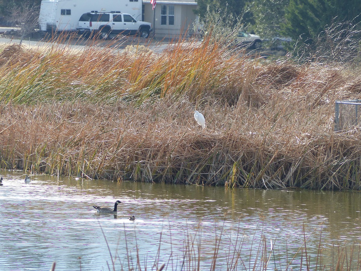 Цасч дэглий - ML646129273